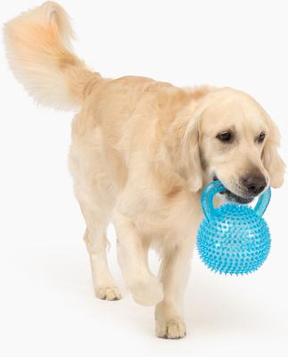 Show full view: Gnawsome Spiky Kettlebell Dog Chew Toy, Blue, Mega slide 2 of 4