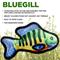 Show in main carousel: Hound2O Ballistic Nylon Bluegill Plush Dog Toy, Multicolor slide 2 of 6