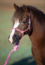 Professional's Choice Easy On Rope Horse Halter, Pink, Mini