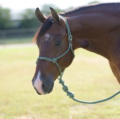 Professional's Choice Easy On Rope Horse Halter with Lead, Emerald, 10-ft