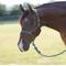 Show in main carousel: Professional's Choice Easy On Rope Horse Halter with Lead, Emerald, 10-ft slide 1 of 2