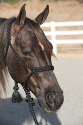 Professional's Choice Cowboy Braided Rope Horse Halter with Lead, Black, 10-ft
