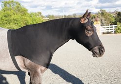 Professional's Choice Horse Hoodie, Black, Large