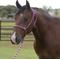 Show in main carousel: Equisential by Professional's Choice Rope Horse Halter with Lead, Wine/Pink, 8-ft long slide 1 of 2
