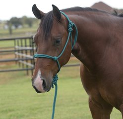 Equisential by Professional's Choice Rope Horse Halter with Lead, Emerald, 8-ft long