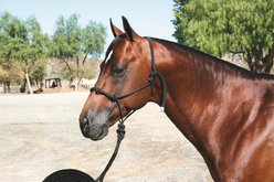 Professional's Choice Clinicians Rope Horse Halter, Black, 15-ft