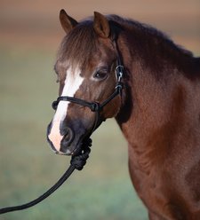 Professional's Choice Easy On Rope Horse Halter, Black, Pony