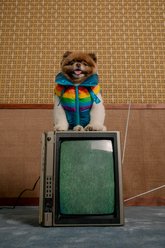 maxbone x Stranger Things WSQK Dog Puffer Vest, Medium slide 2 of 4