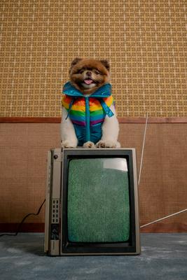 Show full view: maxbone x Stranger Things WSQK Dog Puffer Vest, XX-Large slide 4 of 4