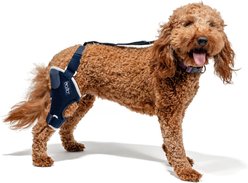 Balto Jump Dog Knee Brace, Small- Right