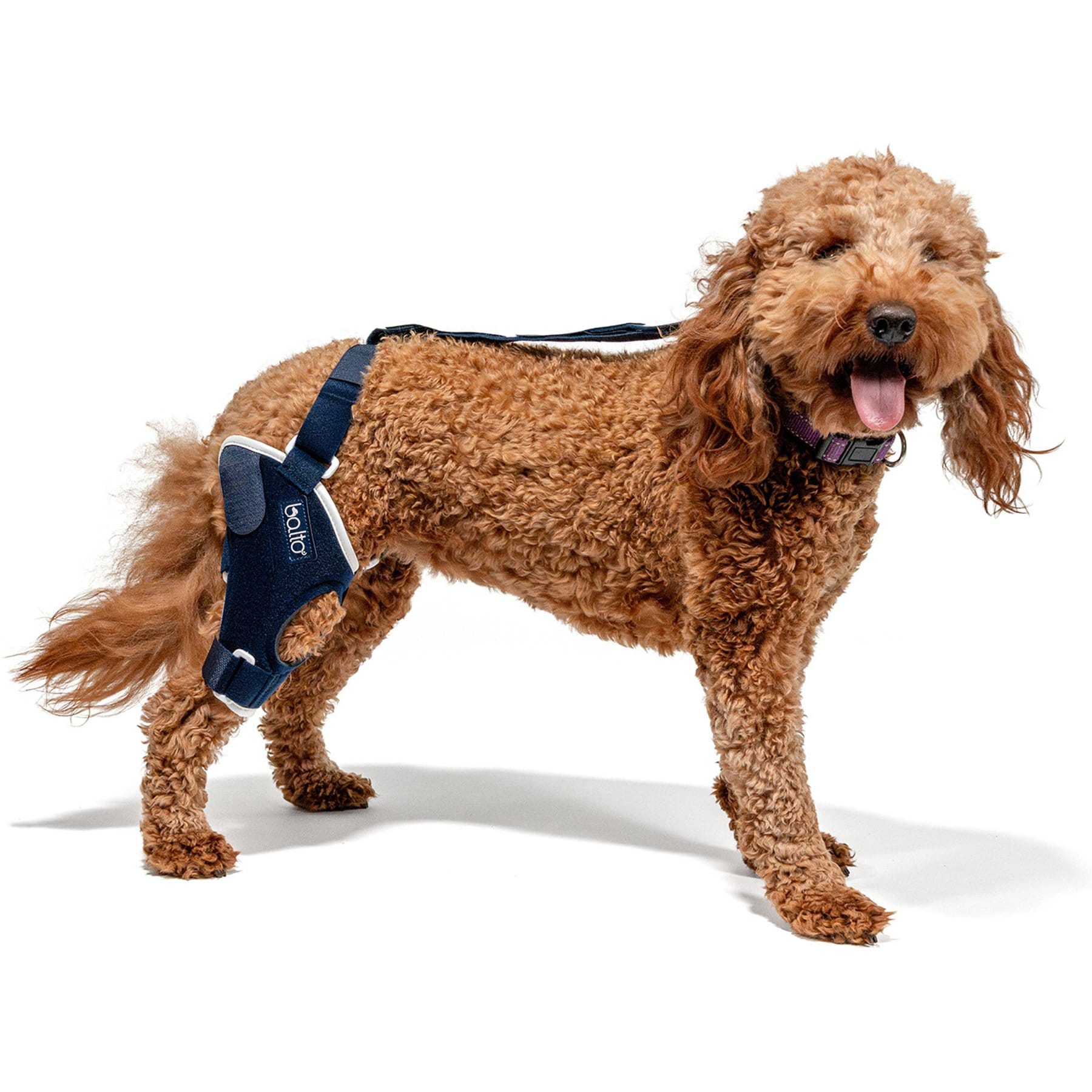 Balto Jump Dog Knee Brace, Small- Right