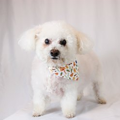 Dog Bandana Co. Gingerbread Tie On Dog Bandana, White, Medium slide 2 of 4