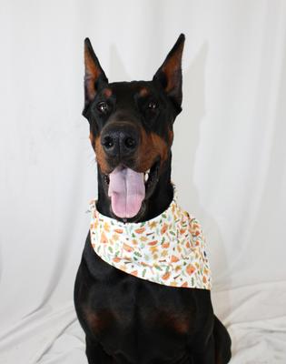 Show full view: Dog Bandana Co. Gingerbread Tie On Dog Bandana, White, Small slide 3 of 4