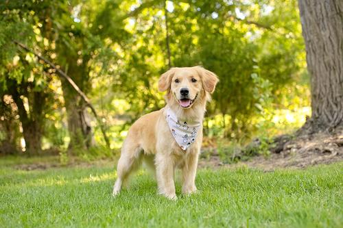 Show full view: Dog Bandana Co. Snowmen & Ornaments Tie On Dog Bandana, Beige, Small slide 3 of 4