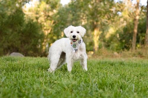 Show full view: Dog Bandana Co. Snowmen & Ornaments Tie On Dog Bandana, Beige, Small slide 2 of 4