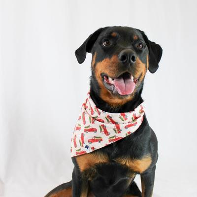 Show full view: Dog Bandana Co. Classic Holiday Truck Tie On Dog Bandana, Red, Medium slide 4 of 4