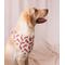 Show in main carousel: Dog Bandana Co. Classic Holiday Truck Tie On Dog Bandana, Red, Medium slide 2 of 4