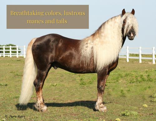 Show full view: Grand Meadows Grand Coat Nutritional Powder Horse Supplement, 5-lb tub slide 3 of 7