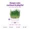 Show in main carousel: SmartyKat Sweet Greens Cat Grass Seed Kit, 1-oz bag slide 4 of 9