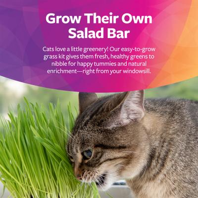 Show full view: SmartyKat Sweet Greens Cat Grass Seed Kit, 1-oz bag slide 6 of 9