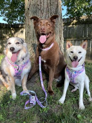 Show full view: Sassy Woof Hello Kitty & Friends Flower Festival Dog Collar, Medium:19.7-in neck, 3/4-in wide slide 7 of 7