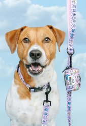 Sassy Woof Hello Kitty & Friends Flower Festival Dog Collar, Small: 13-in neck, 1/2-in wide slide 2 of 7