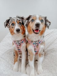 Sassy Woof Hello Kitty & Friends Flower Festival Adjustable Dog Harness, XX-Small: 10 to 14-in chest slide 2 of 7