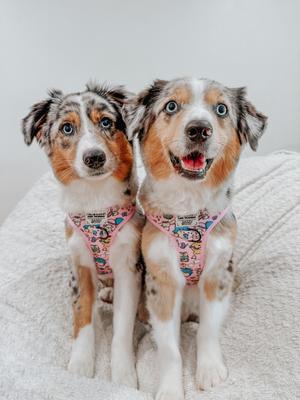 Show full view: Sassy Woof Hello Kitty & Friends Flower Festival Adjustable Dog Harness, Medium: 18 to 25-in chest slide 7 of 7