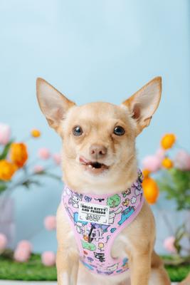 Show full view: Sassy Woof Hello Kitty & Friends Flower Festival Adjustable Dog Harness, Medium: 18 to 25-in chest slide 6 of 7