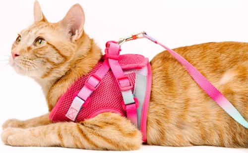 Show full view: Pink Papyrus Reflective Nylon Cat Harness & Leash Set, Pink, Small slide 8 of 10