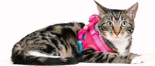 Show full view: Pink Papyrus Reflective Nylon Cat Harness & Leash Set, Pink, Small slide 6 of 10