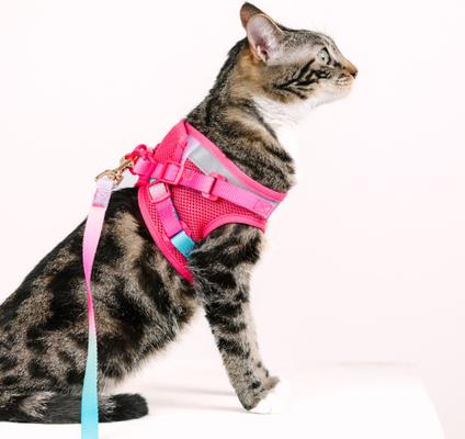Show full view: Pink Papyrus Reflective Nylon Cat Harness & Leash Set, Pink, Small slide 4 of 10