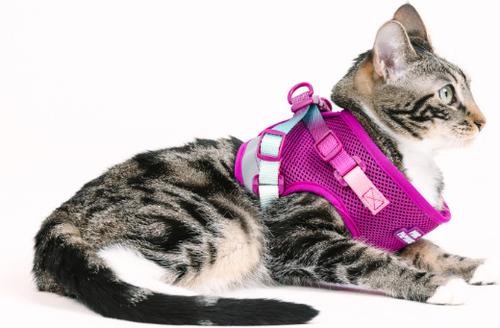 Show full view: Pink Papyrus Reflective Nylon Cat Harness & Leash Set, Purple, Medium slide 6 of 10