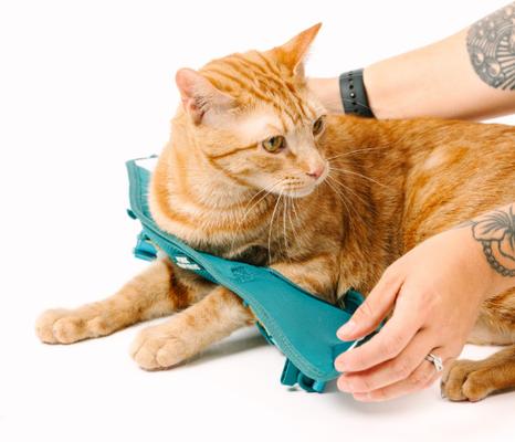 Show full view: Pink Papyrus Reflective Nylon Cat Harness & Leash Set, Teal, Large slide 7 of 10