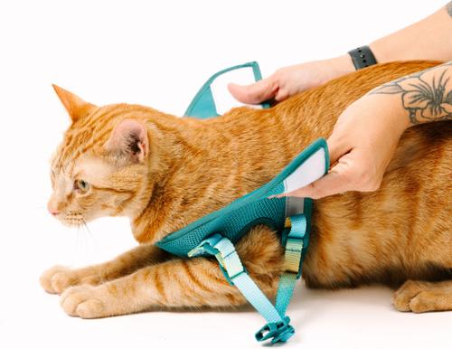 Show full view: Pink Papyrus Reflective Nylon Cat Harness & Leash Set, Teal, Large slide 8 of 10