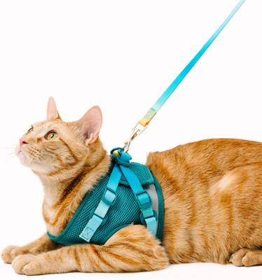 Show full view: Pink Papyrus Reflective Nylon Cat Harness & Leash Set, Teal, Large slide 6 of 10