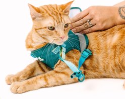 Pink Papyrus Reflective Nylon Cat Harness & Leash Set, Teal, Medium slide 2 of 9