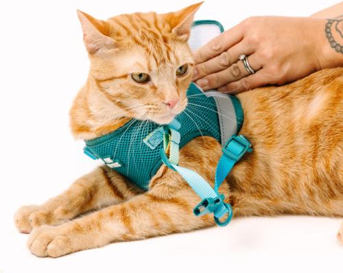 Show full view: Pink Papyrus Reflective Nylon Cat Harness & Leash Set, Teal, Large slide 9 of 10