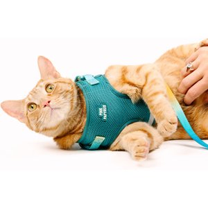 Pink Papyrus Reflective Nylon Cat Harness & Leash Set, Teal, Large