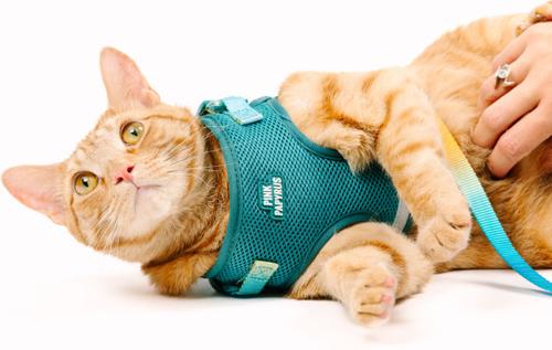 Show full view: Pink Papyrus Reflective Nylon Cat Harness & Leash Set, Teal, Large slide 5 of 10