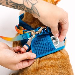 Pink Papyrus Reflective Nylon Cat Harness & Leash Set, Blue, Large slide 2 of 9