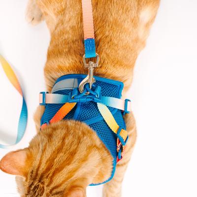 Show full view: Pink Papyrus Reflective Nylon Cat Harness & Leash Set, Blue, Large slide 6 of 10