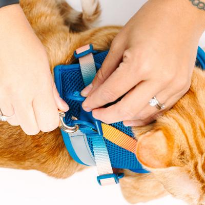 Show full view: Pink Papyrus Reflective Nylon Cat Harness & Leash Set, Blue, Large slide 7 of 10