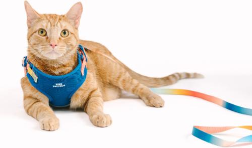 Show full view: Pink Papyrus Reflective Nylon Cat Harness & Leash Set, Blue, Large slide 4 of 10