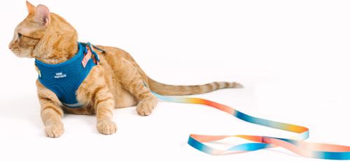 Show full view: Pink Papyrus Reflective Nylon Cat Harness & Leash Set, Blue, Large slide 5 of 10