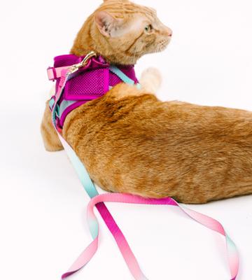Show full view: Pink Papyrus Reflective Nylon Cat Harness & Leash Set, Purple, Medium slide 8 of 10