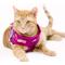 Show in main carousel: Pink Papyrus Reflective Nylon Cat Harness & Leash Set, Purple, Medium slide 9 of 10
