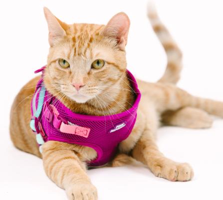 Show full view: Pink Papyrus Reflective Nylon Cat Harness & Leash Set, Purple, Medium slide 9 of 10