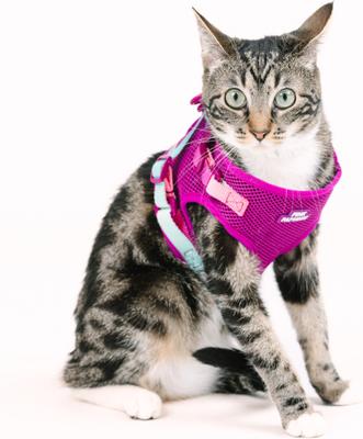 Show full view: Pink Papyrus Reflective Nylon Cat Harness & Leash Set, Purple, Medium slide 4 of 10