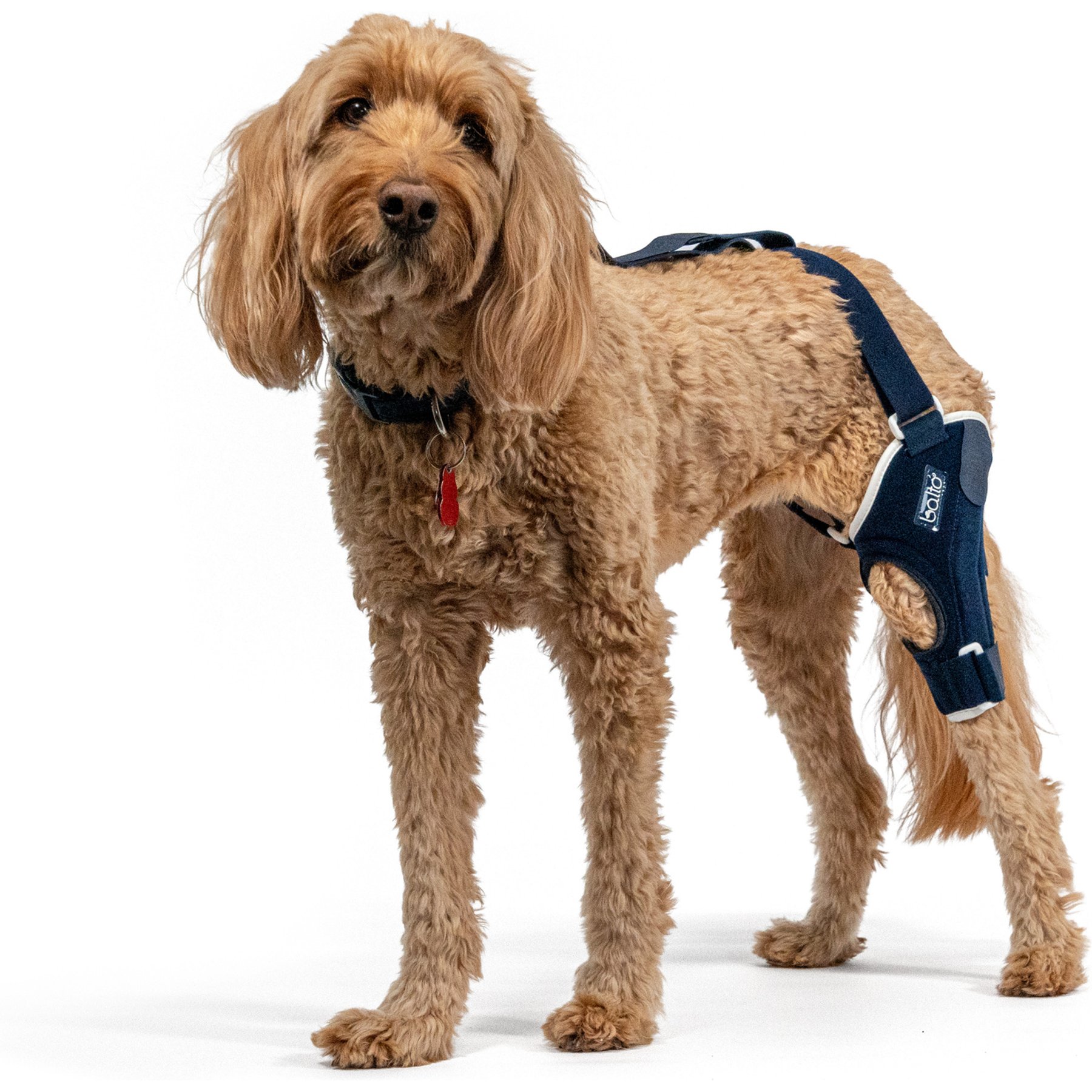 Balto Jump Dog Knee Brace, Medium- Left
